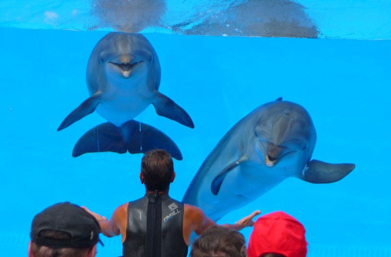La mitad de los delfines de Europa están controlados por empresas españolas La mitad de los delfines de Europa están controlados por empresas españolas