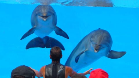 Dos delfines en el espect&aacute;culo de un acuario
