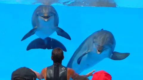 Dos delfines en el espectáculo de un acuario Dos delfines en el espectáculo de un acuario