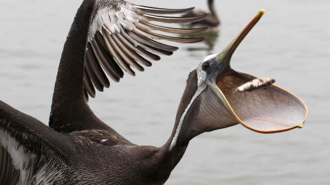 Un pel&iacute;cano comiendo