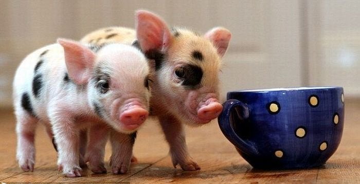 "Estar echo unos zorros" y los nombres del cerdo "Estar echo unos zorros" y los nombres del cerdo