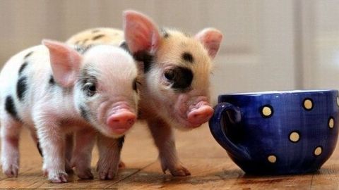 Cerditos tomando el te