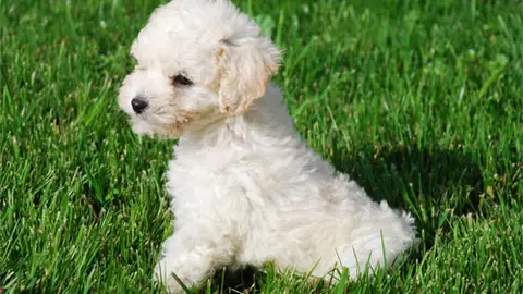 Caniche Caniche