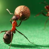 Hormigas cara a cara