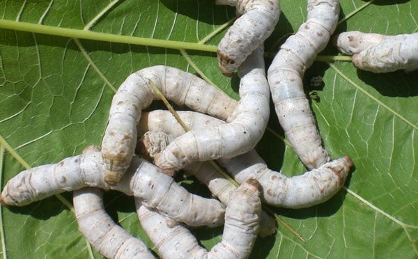 Japón crea un test de anticuerpos Covid usando gusanos de seda Japón crea un test de anticuerpos Covid usando gusanos de seda