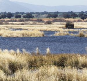El PP, a favor de un trasvase a Las Tablas de Daimiel El PP, a favor de un trasvase a Las Tablas de Daimiel