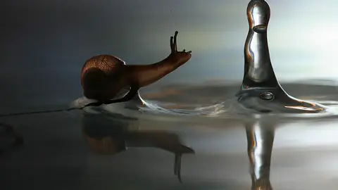 El caracol desafía a la gota de agua El caracol desafía a la gota de agua