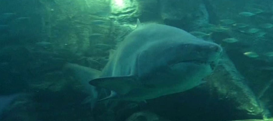 Alarmante aumento del número de tiburones Alarmante aumento del número de tiburones