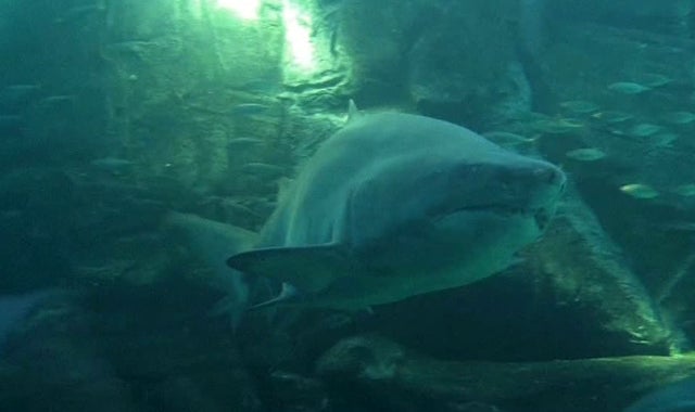 Aparecen medio centenar tiburones en la Bahía más famosa de Tailandia tras cerrar al turismo Aparecen medio centenar tiburones en la Bahía más famosa de Tailandia tras cerrar al turismo