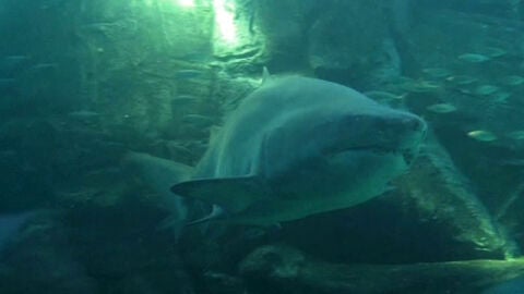 Alarmante aumento del n&uacute;mero de tiburones