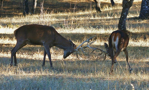 Berrea del ciervo y ronca del gamo en el Monte de El Pardo Berrea del ciervo y ronca del gamo en el Monte de El Pardo