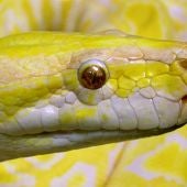 Primer plano de una serpiente pitón