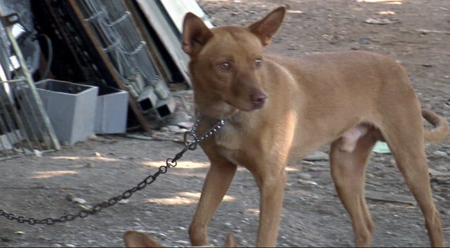 El Seprona investiga el posible envenenamiento de 40 perros de caza en Brihuega El Seprona investiga el posible envenenamiento de 40 perros de caza en Brihuega