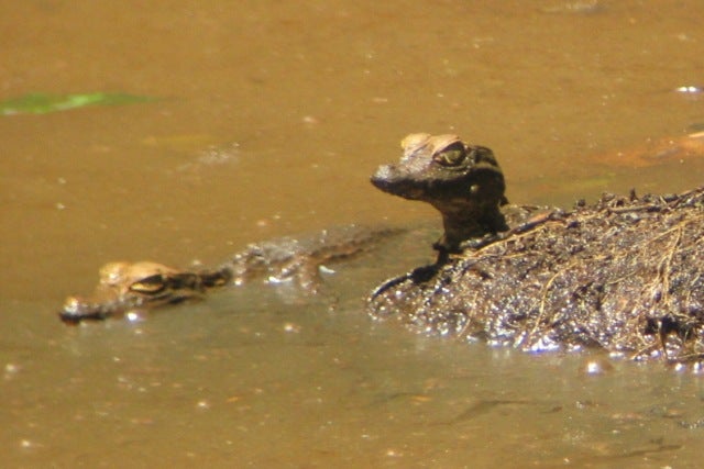 El origen de la canción "Se va el caimán, se va el caimán" El origen de la canción "Se va el caimán, se va el caimán"