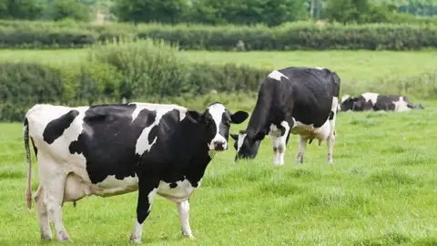 Tres vacas pastan -Archivo- Tres vacas pastan -Archivo-