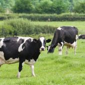 Tres vacas pastan -Archivo-