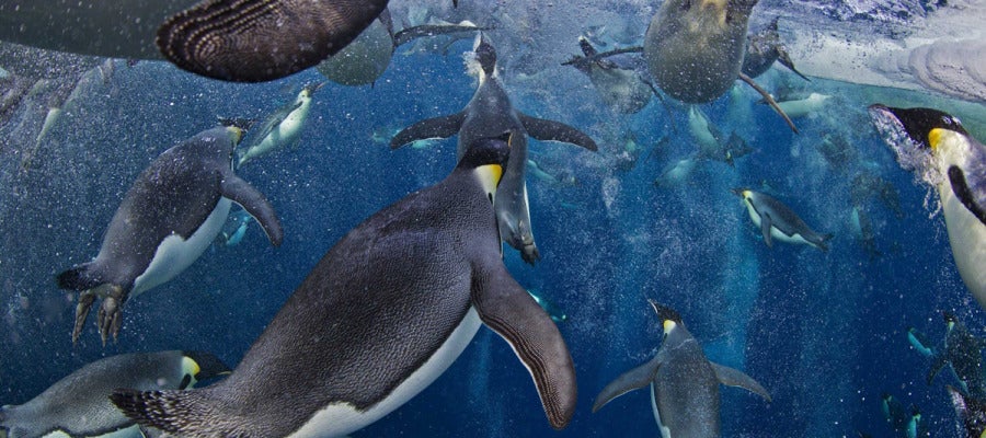 Pingüinos emperador Pingüinos emperador