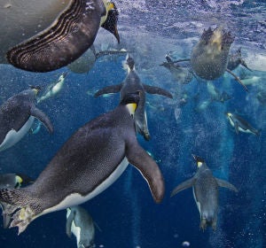 Pingüinos emperador Pingüinos emperador
