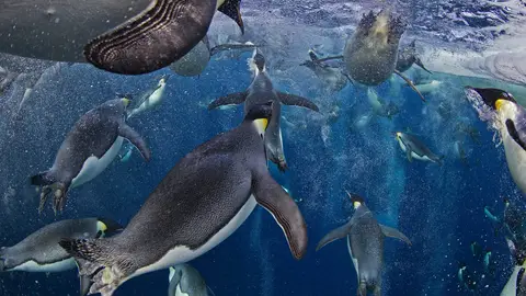 Pingüinos emperador Pingüinos emperador