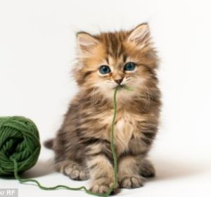 El gatito con un ovillo de lana El gatito con un ovillo de lana