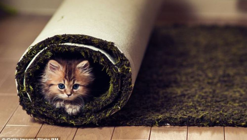 El gatito enrollado en la alfombra