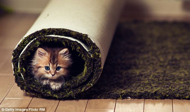 Mi gato se hace pis en la cama Mi gato se hace pis en la cama