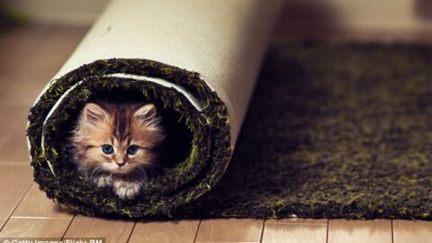 El gatito enrollado en la alfombra