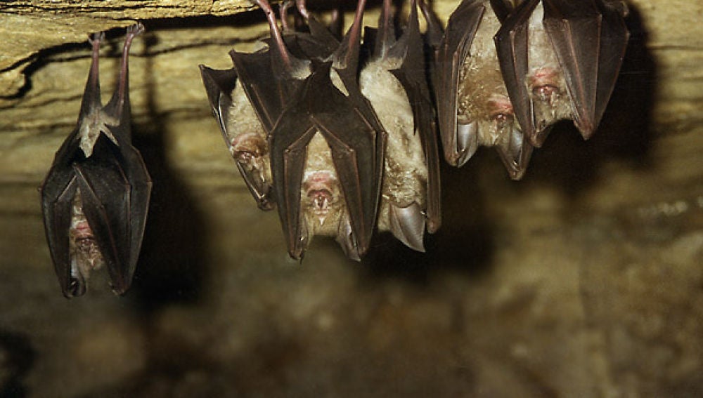 Varios murciélagos