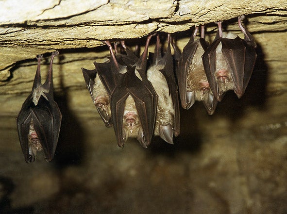 Naturaleza: Así funciona la defensa de las polillas contra los murciélagos que han copiado los aviones militares Naturaleza: Así funciona la defensa de las polillas contra los murciélagos que han copiado los aviones militares