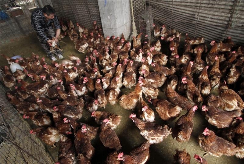 Mueren 25.000 pollos por un incendio en una nave de La Calahorra, Granada Mueren 25.000 pollos por un incendio en una nave de La Calahorra, Granada