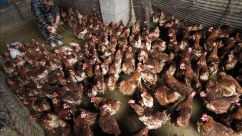 Un empleado selecciona pollos en un mercado de Nanjing, en China
