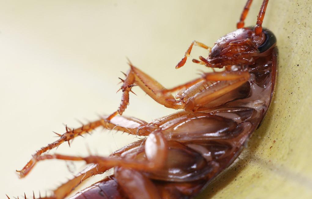 Extraen una cucaracha viva del cráneo de una mujer Extraen una cucaracha viva del cráneo de una mujer