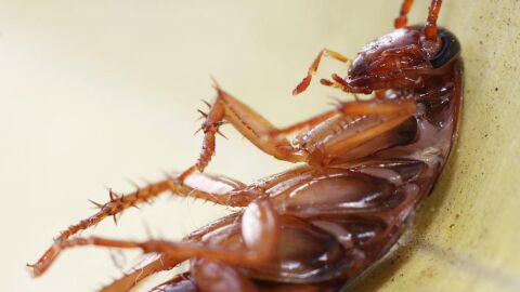 Fotograf&iacute;a de una cucaracha