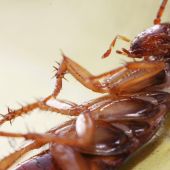 Fotografía de una cucaracha