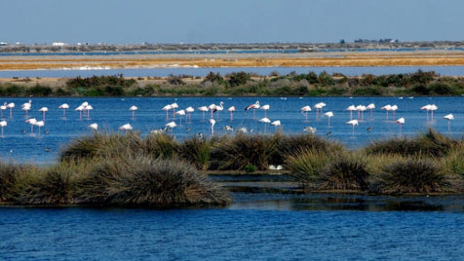 Do&ntilde;ana
