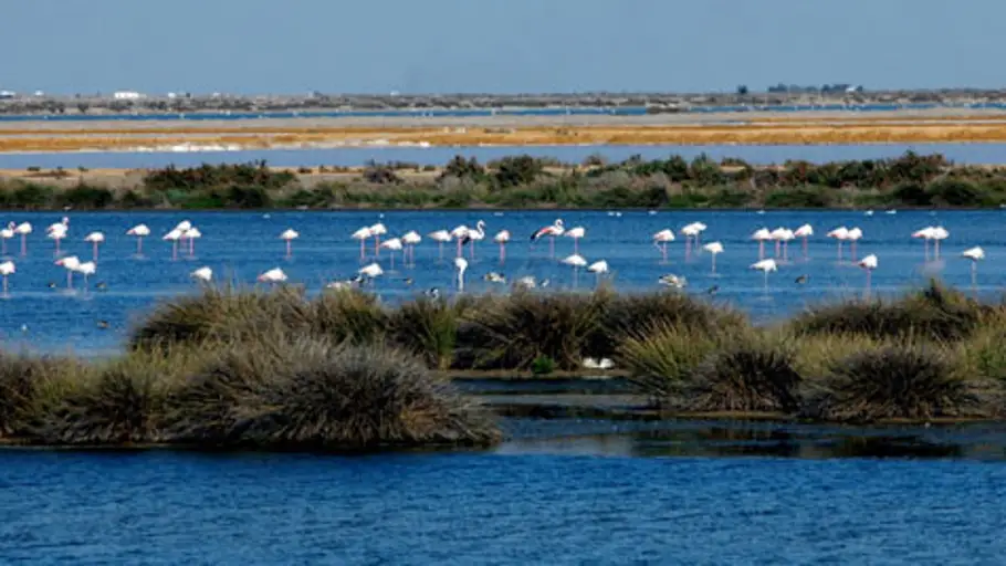 Doñana Doñana