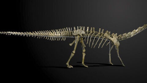 Imagen de 'Misty', el esqueleto de dinosaurio que saldr&aacute; a subasta