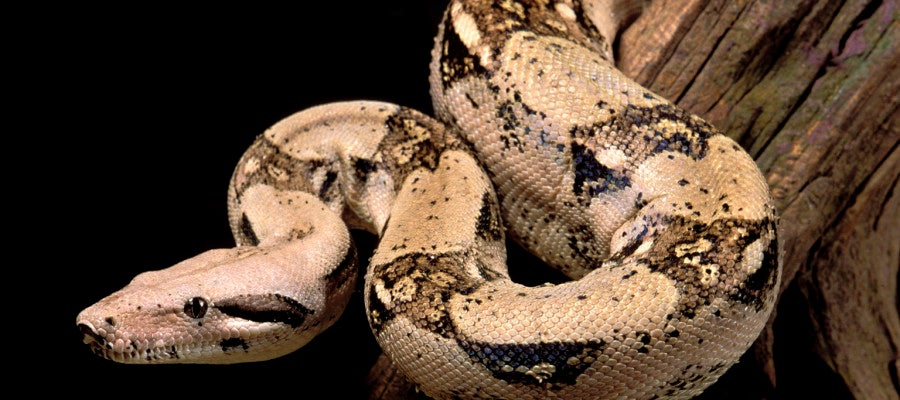 Boa constrictor Boa constrictor