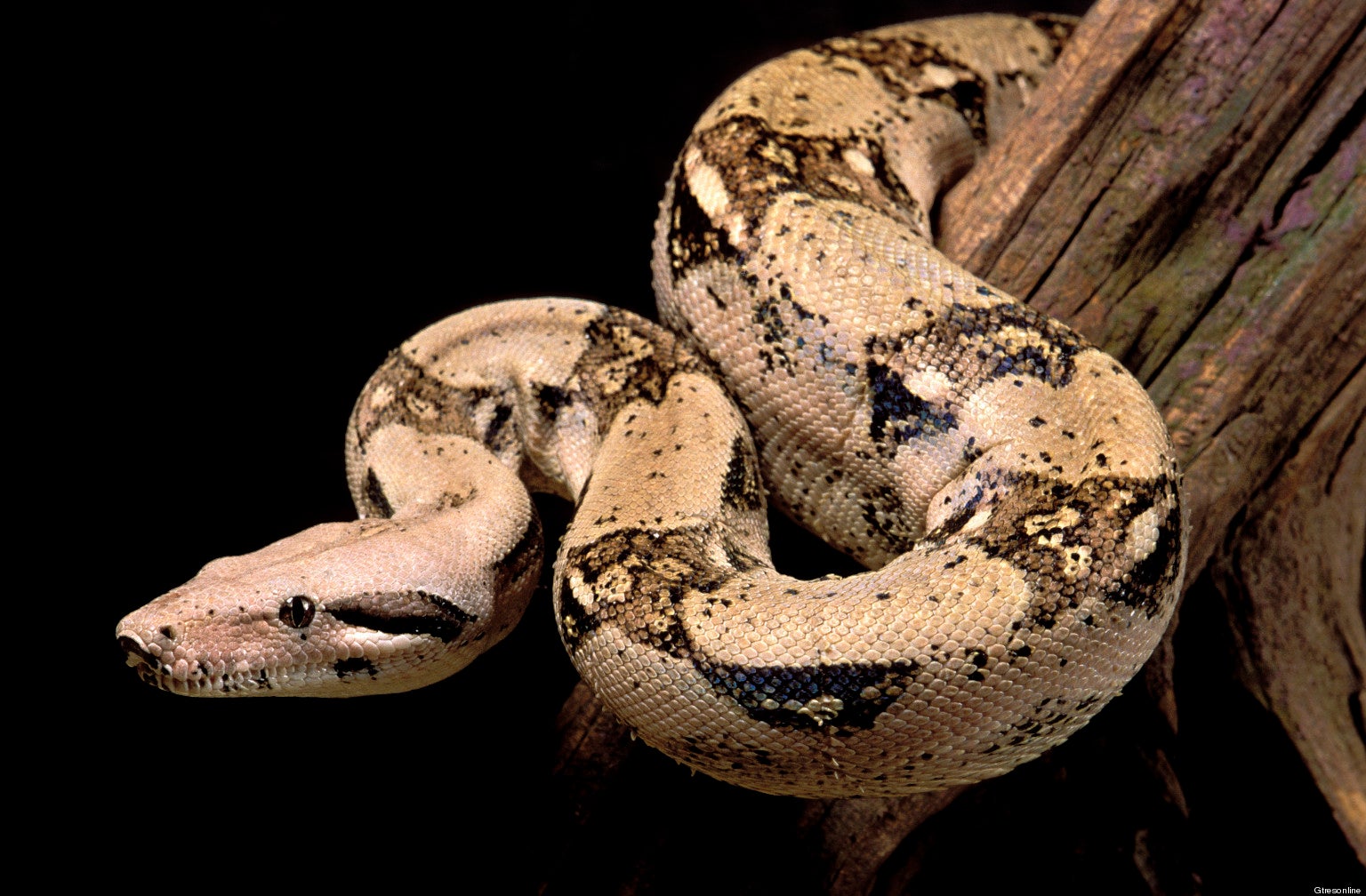 "¡Tengo a una boa constrictor mordiéndome la cara!": la estremecedora llamada de una mujer a Emergencias "¡Tengo a una boa constrictor mordiéndome la cara!": la estremecedora llamada de una mujer a Emergencias