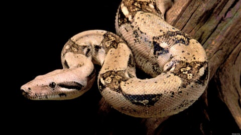 Boa constrictor