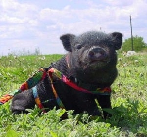 Cerdo vietnamita Cerdo vietnamita