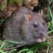 Rata común