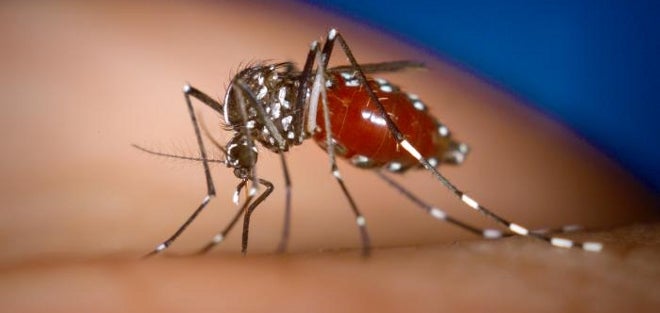 El mosquito tigre avanza hacia el interior de España tras invadir el litoral mediterráneo El mosquito tigre avanza hacia el interior de España tras invadir el litoral mediterráneo