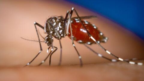 Mosquito Tigre