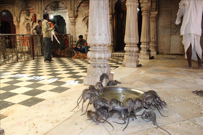 Mundo bizarro: El templo de las ratas Mundo bizarro: El templo de las ratas