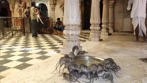 El templo de las ratas | Karni Mata El templo de las ratas | Karni Mata