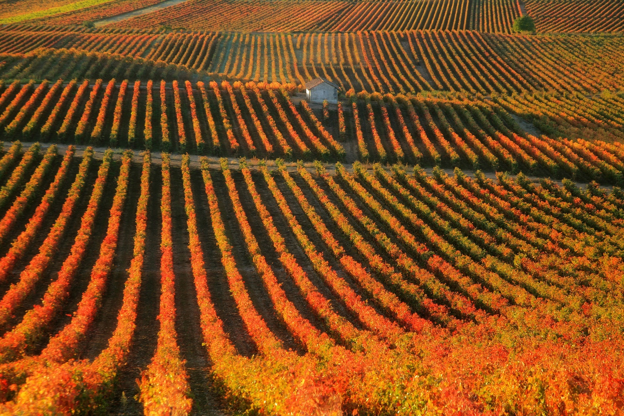La Brújula de La Rioja Gastronomía 16/09/2020 La Brújula de La Rioja Gastronomía 16/09/2020