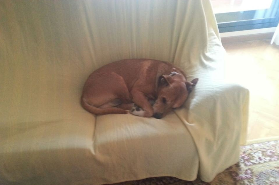 El TSJM deniega a Teresa Romero la indemnización por el sacrificio de su perro Excalibur El TSJM deniega a Teresa Romero la indemnización por el sacrificio de su perro Excalibur