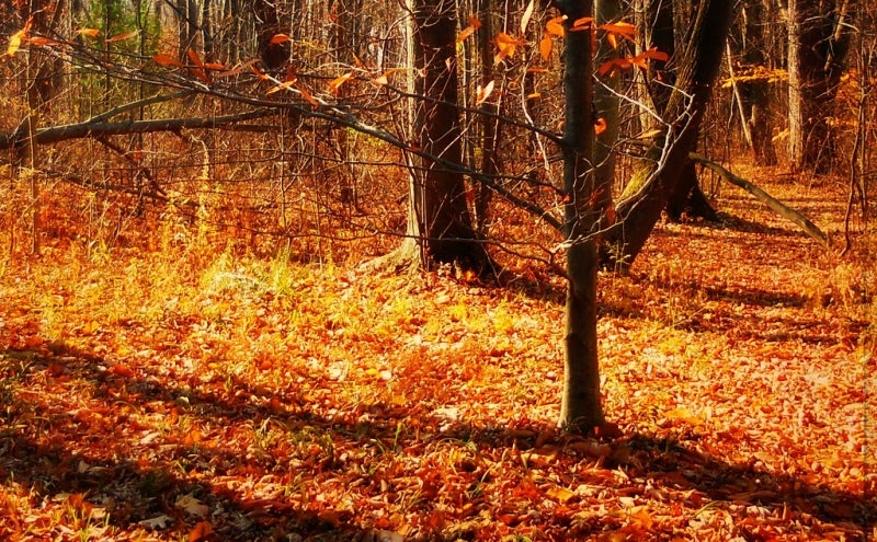 Este otoño será más caluroso de lo normal Este otoño será más caluroso de lo normal