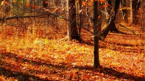 oto&ntilde;o